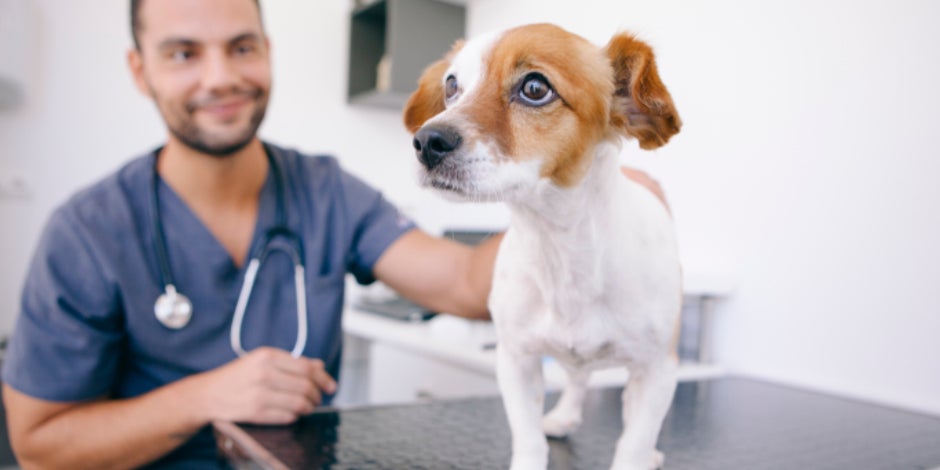 purina-a-que-se-debe-el-estrenimiento-en-perros.jpg