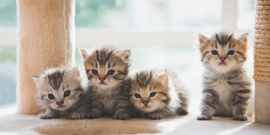 purina-brand-que-saber-de-los-gatitos-bebes.jpg