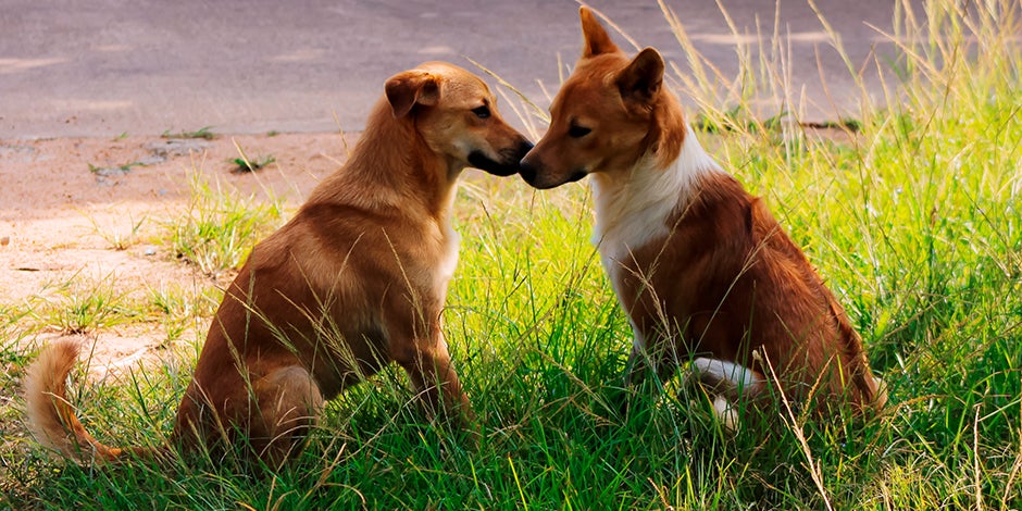 mas de un perro puede engendrar una camada