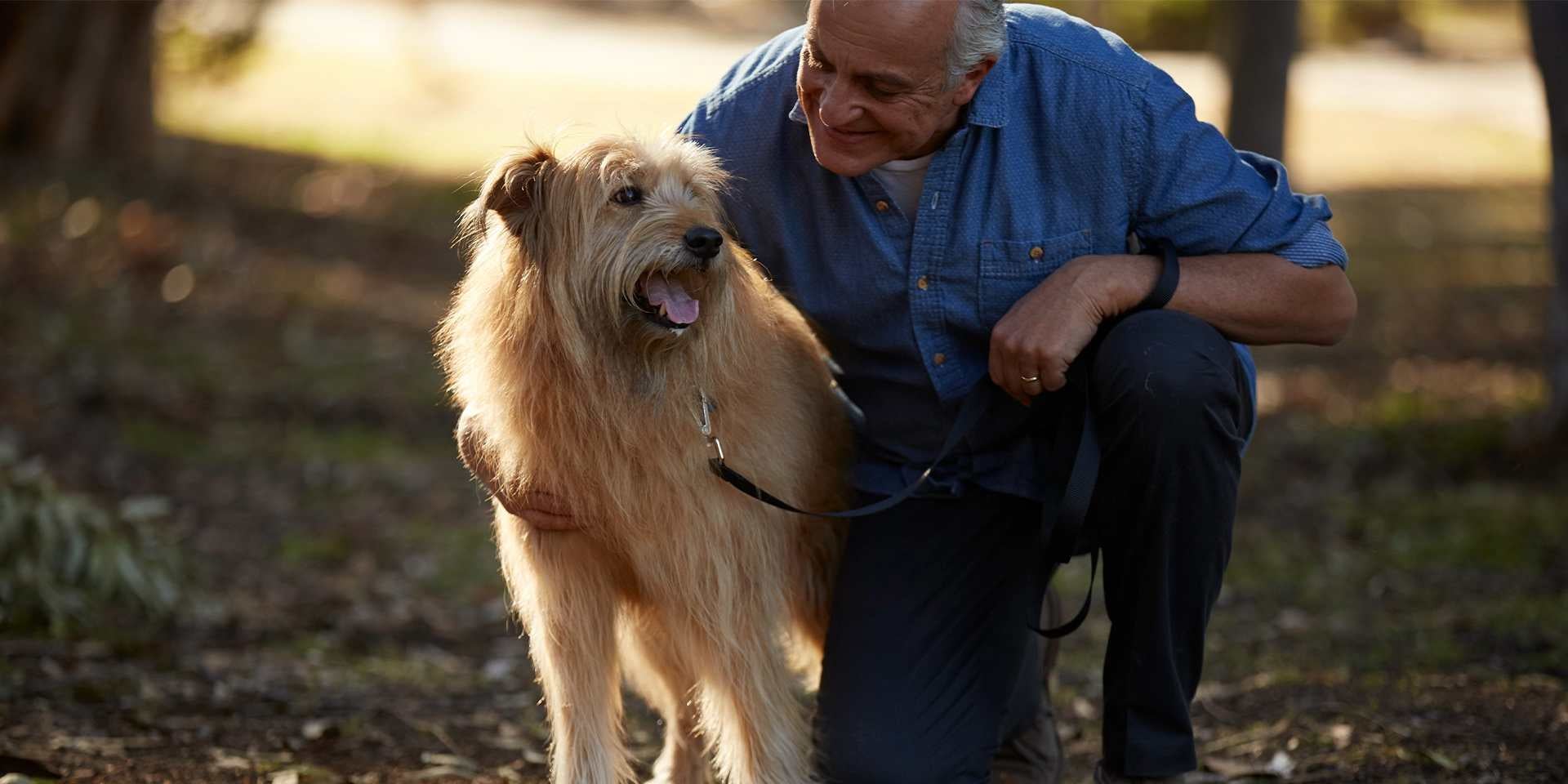 Cómo educar a un perro con correa Cómo educar a un perro con correa