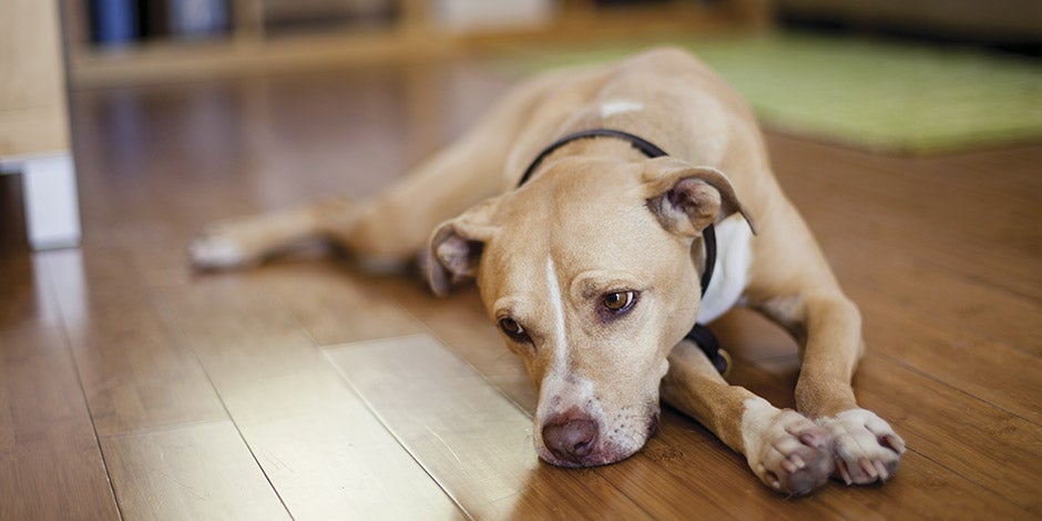 Cuidado de enfermedades neurológicas en perros Cuidado de enfermedades neurológicas en perros