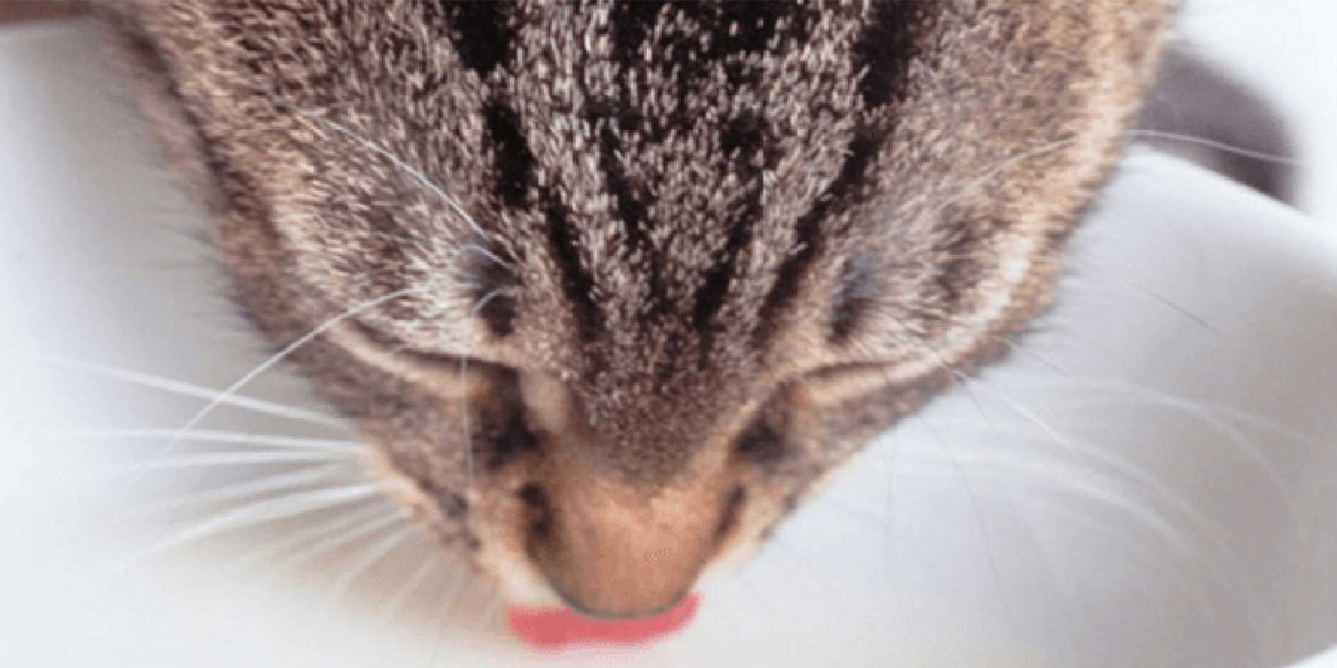 Descubre si los gatos pueden tomar leche Descubre si los gatos pueden tomar leche