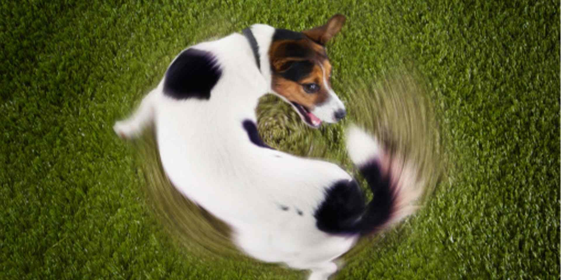 Importancia de cartílago para las articulaciones del perro Importancia de cartílago para las articulaciones del perro