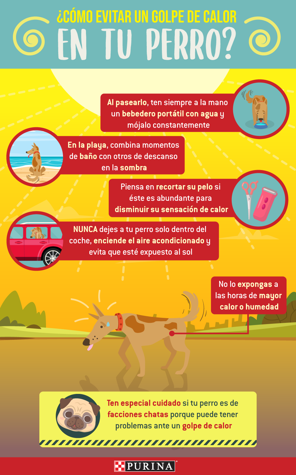 Purina como evitar un golpe de calor en tu perro
