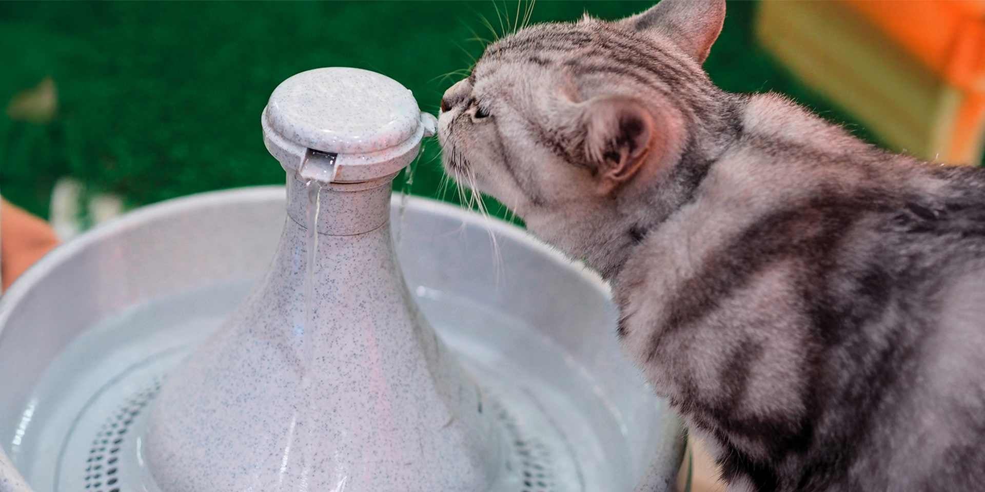 Título  Qué debe comer un gato bebe
