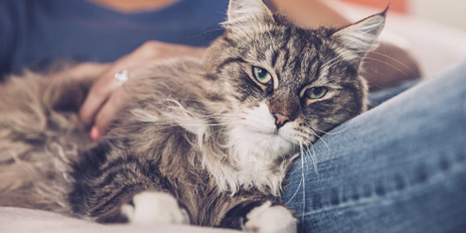 Gato senior acostado con su tutor recibiendo cariños por el día del gato