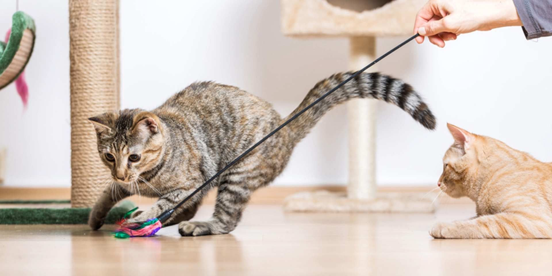 Gato atigrado jugando en el día del gato
