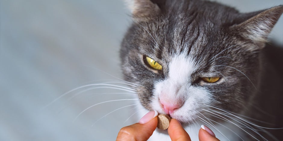 Gato recibiendo un snack en el día del gato
