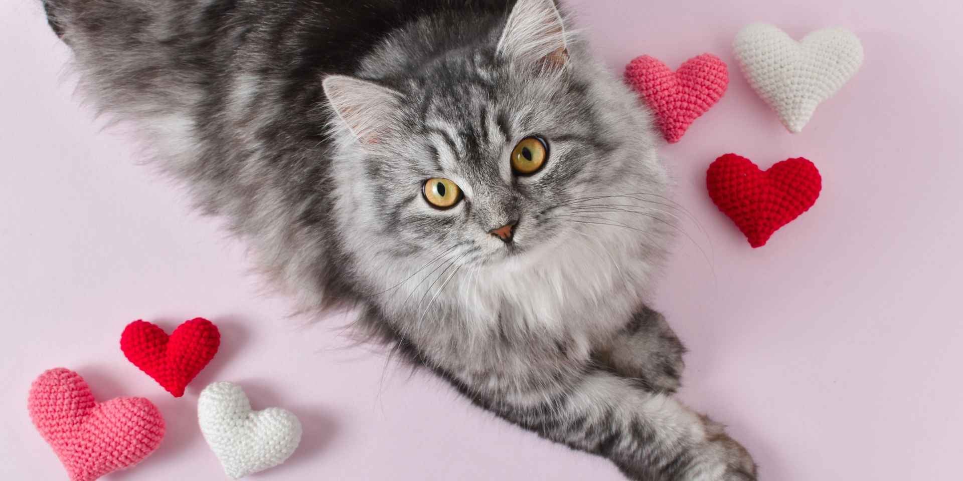 Michi gris siendo celebrado con decoración de corazones en el día del gato.