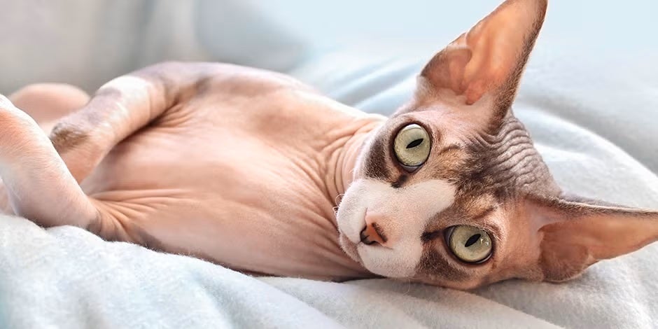 Gato esfinge acostado.