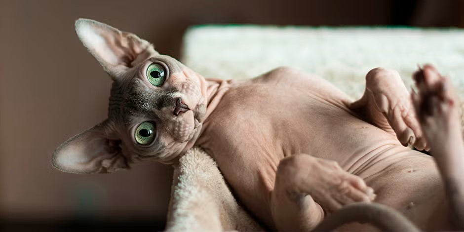 Los cuidados de la piel del gato esfinge son claves para su bienestar. Michi sphynx acostado.