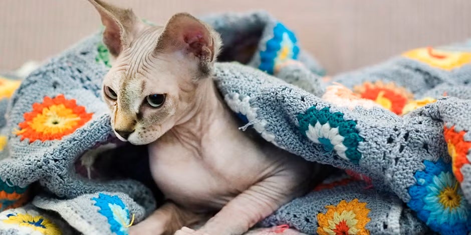 Gato esfinge bajo una manta de colores para mantener la temperatura corporal.