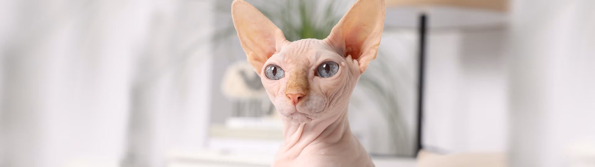 Gato esfinge, vista frontal.