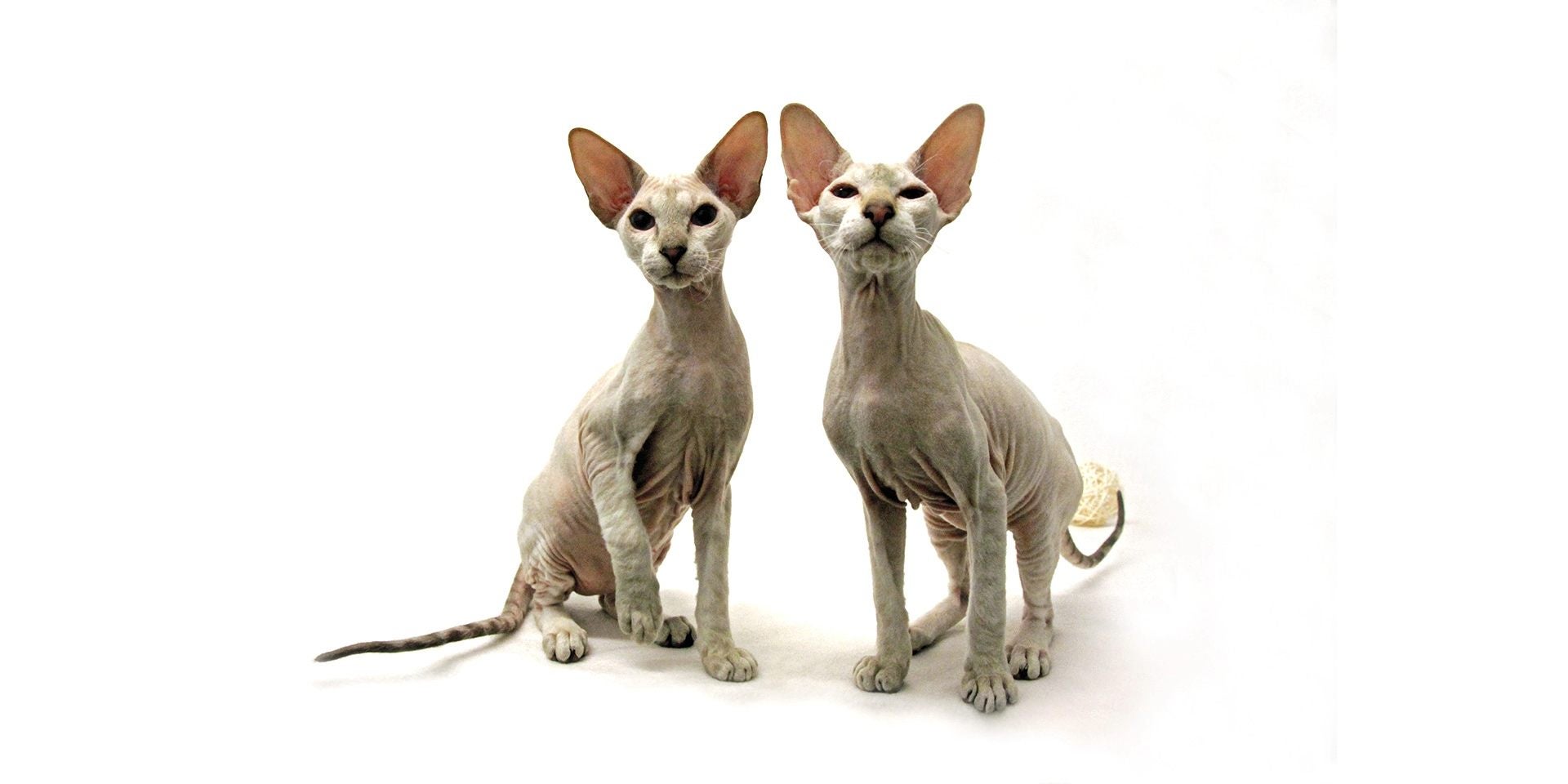 Dos gatos sin pelo posando juntos para la foto