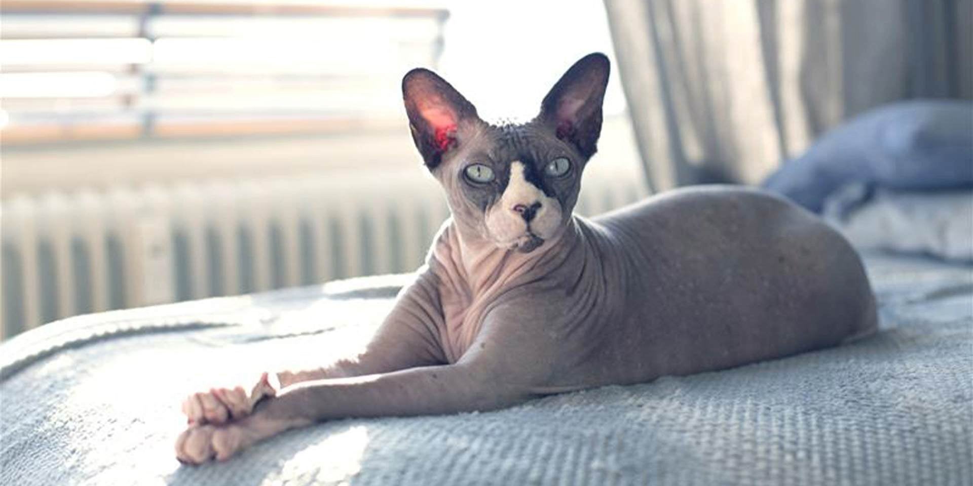 Gato sin pelo sobre la cama posando para la foto.