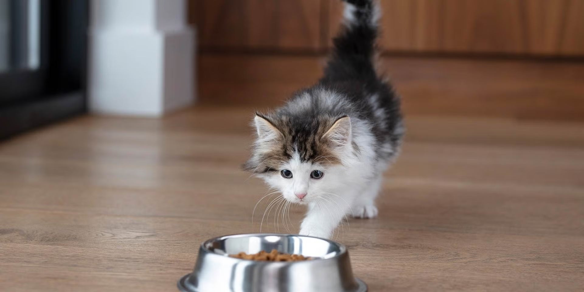 Elige bien lo que comen los gatitos bebés, como este que está comiendo de su plato.