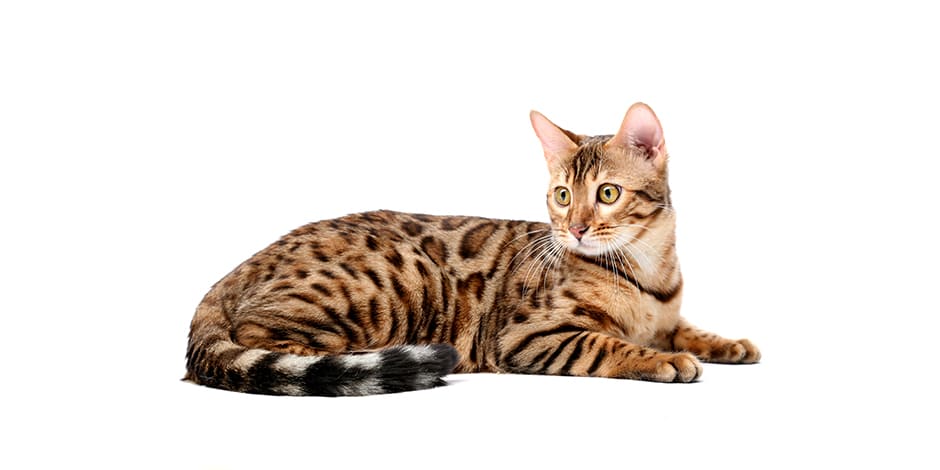 Razas de gatos. Gato bengalí sentado.