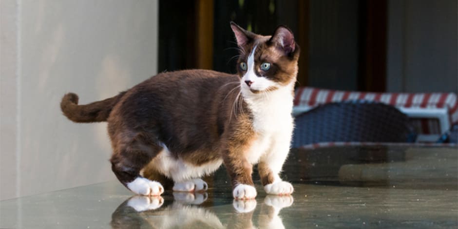 Razas de gatos. Gato munchkin de color marrón.