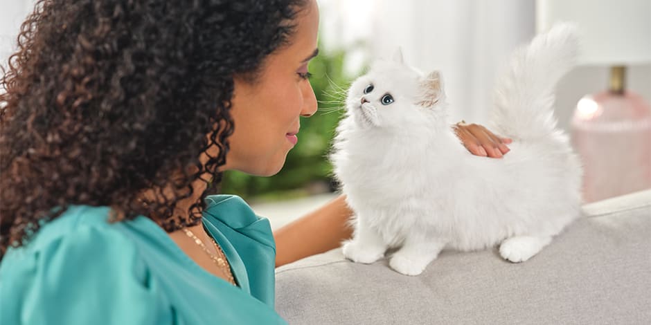 Razas de gatos. Gatito persa blanco junto a su tutora.