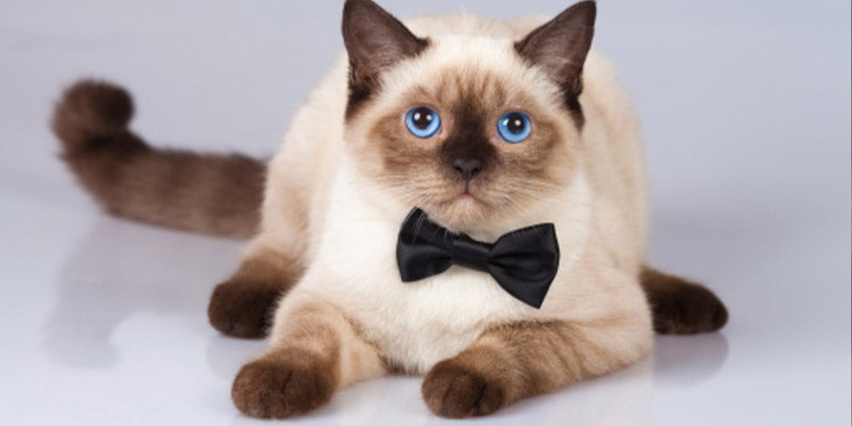 Razas de gatos. Gato siamés con un corbatín negro, sentado de frente.