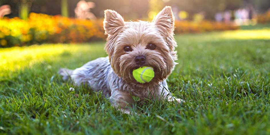Razas pequeñas de perros. Este Yorkshire beige está acostado sobre el césped tomando el sol, mientras sostiene una pelota con su hocico.