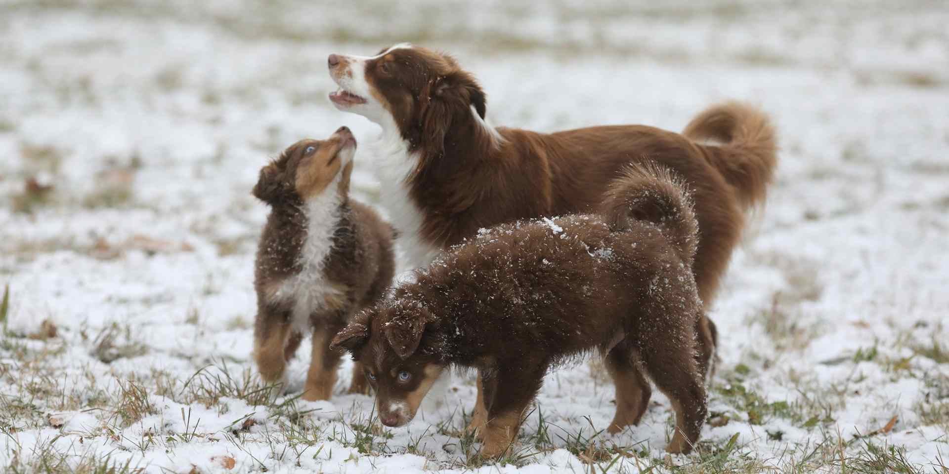Si bien existen tratamientos para la sarna de perros, es mejor prevenirla. Familia canina bajo la nieve.