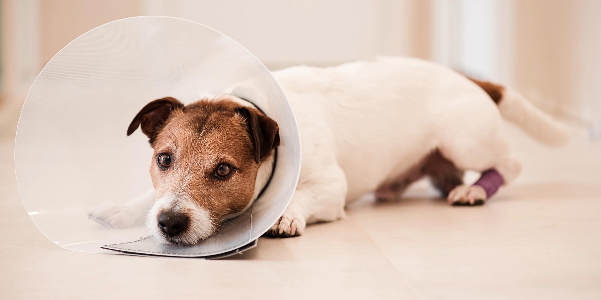 Estos son algunos de los signos y señales de la sarna en perros. Jack Russell con un collar isabelino.