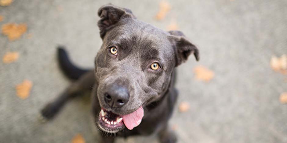 Perro criollo de color gris, sentado, mirando a la cámara con la lengua afuera.