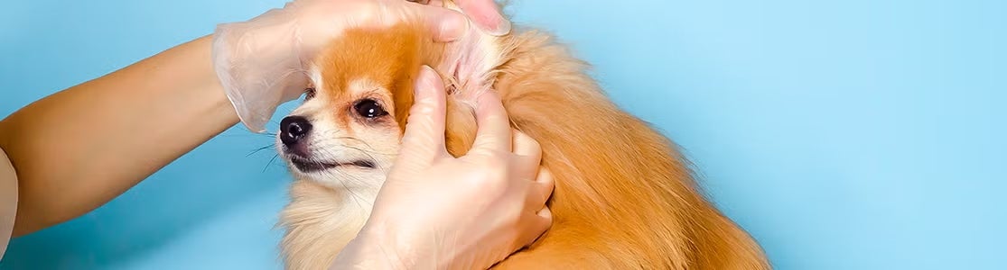 Pomerania siendo examinado ante posibles garrapatas en perros.