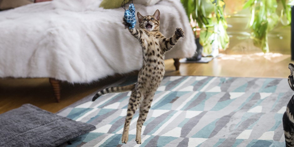 Los gatos pueden comer arroz, pero con moderación. Michi saltando con su juguete.