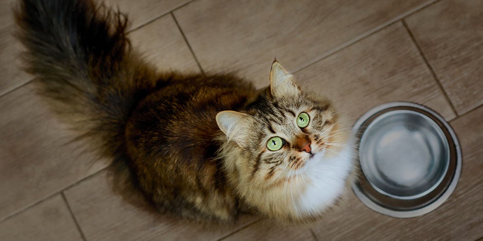 Aprende con PURINA® si los gatos pueden comer arroz. Michi sentado esperando alimento.