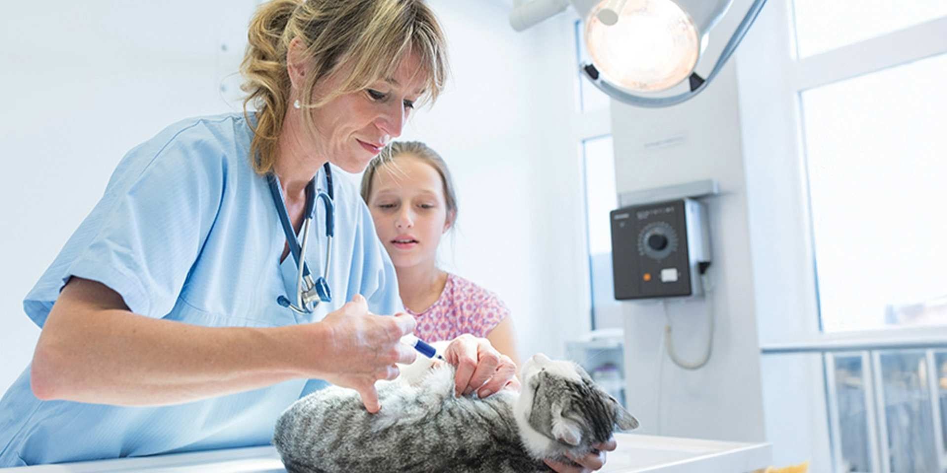 El moquillo en gatos puede ser una enfermedad muy peligrosa, debes conocer sobre ella. Michi en el veterinario.