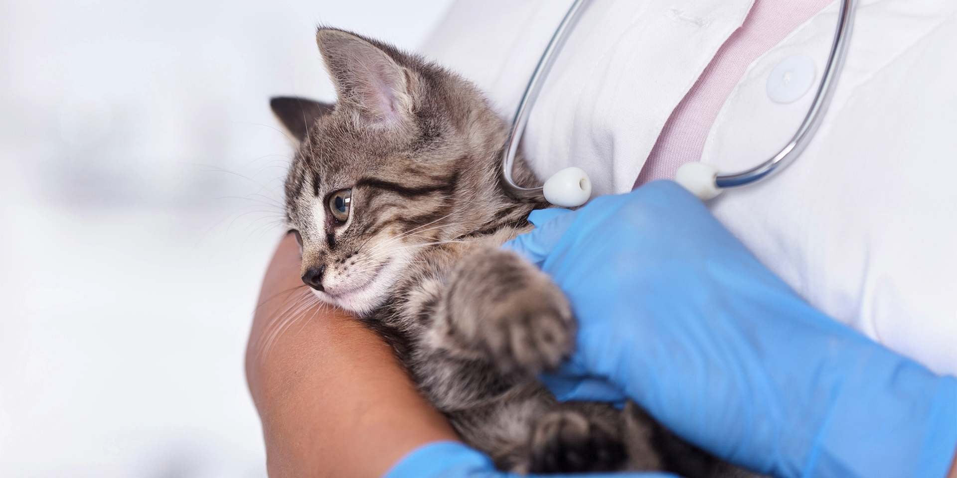 El moquillo en gatos no tiene cura, solo se tratan los síntomas y resta esperar que su organismo elimine el virus.
