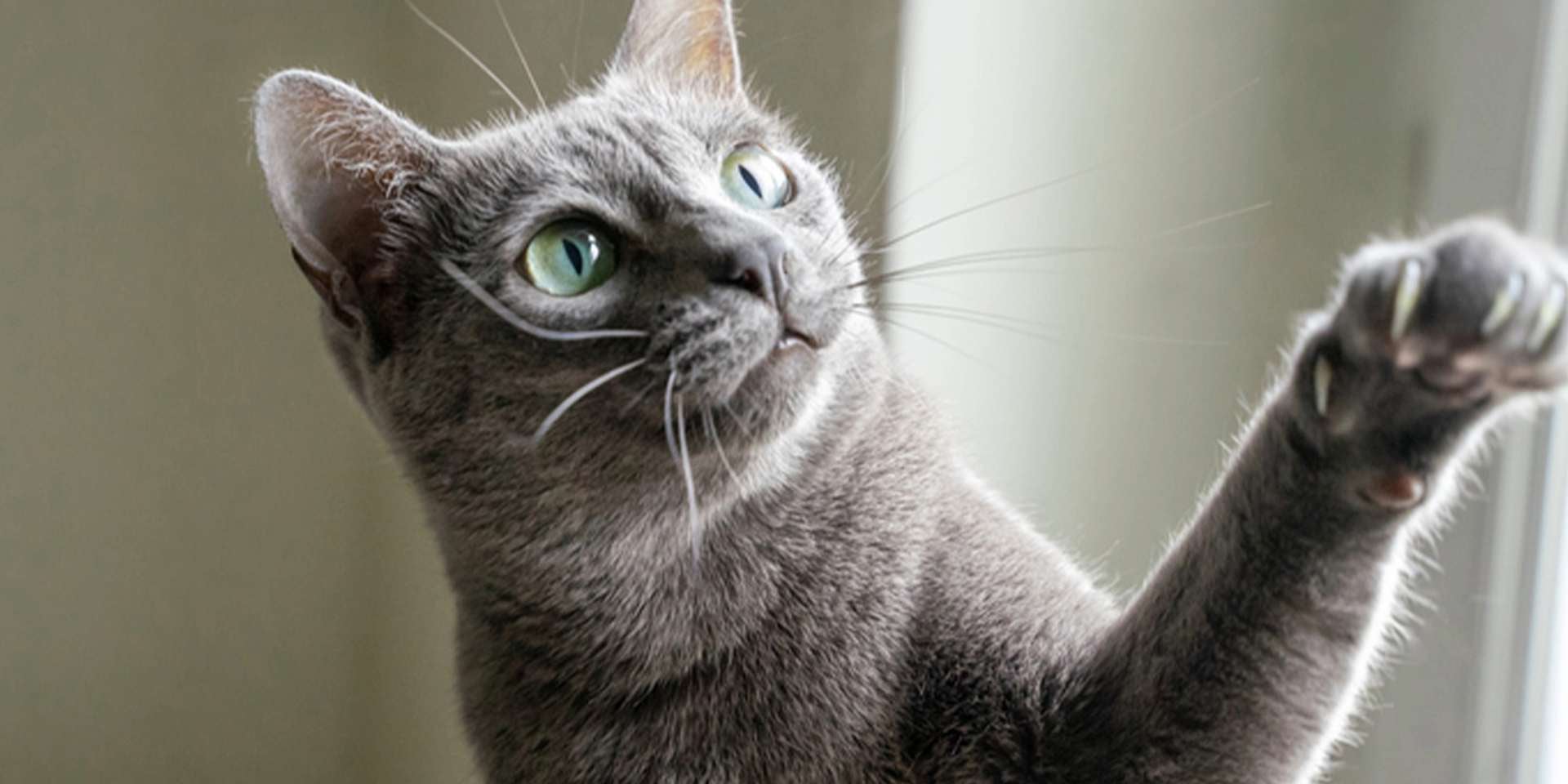 Las patas de un gato son una herramienta de comunicación. Michi gris levantando su pata.