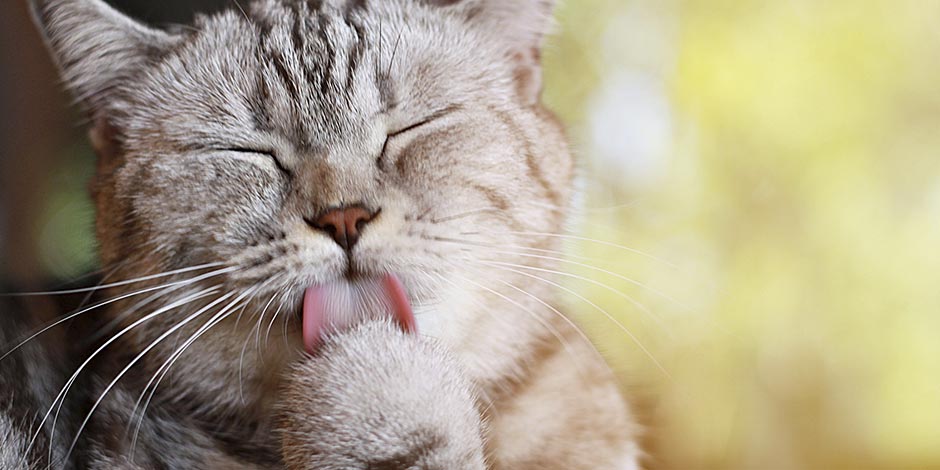 Las patas de un gato actúan como esponjas. Michi atigrado lamiendo una de sus patas.