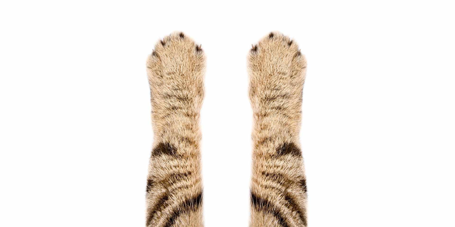 Patas de gato atigrado en un fondo blanco