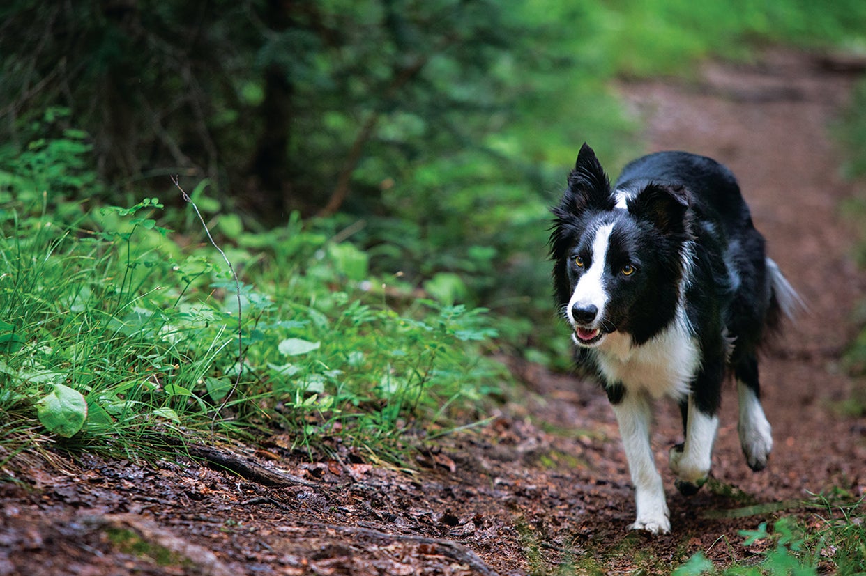 El border collie es la representación física de la energía, raza de perros medianos trabajadores y amorosos.