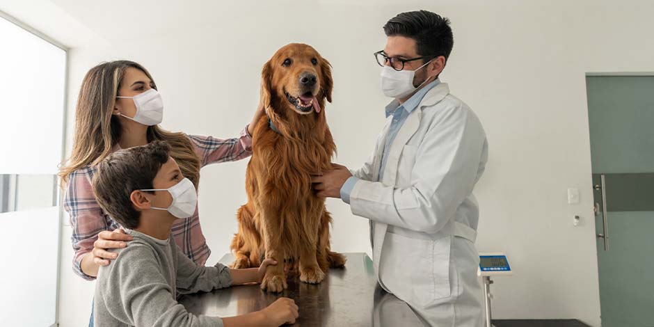Familia con tapabocas acompañando a su golden retriever en cita con el veterinario para su control de vacunas para perros adultos.