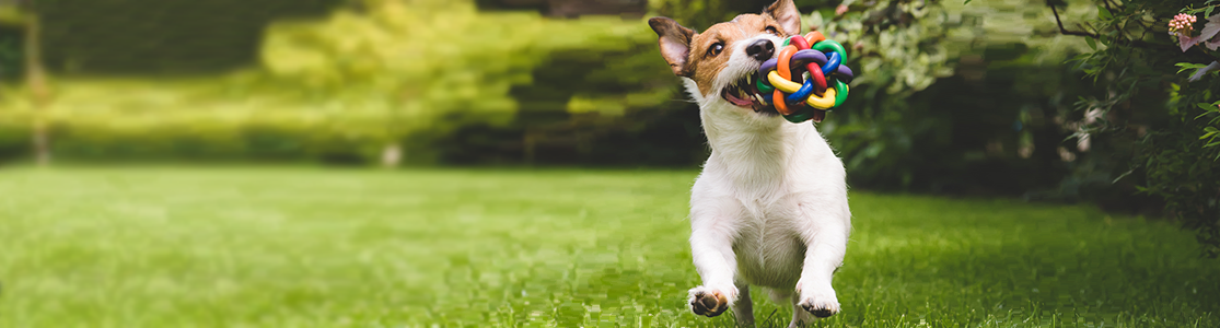 Cachorro jugando con una pelota, uno de los juguetes para perros más comunes.