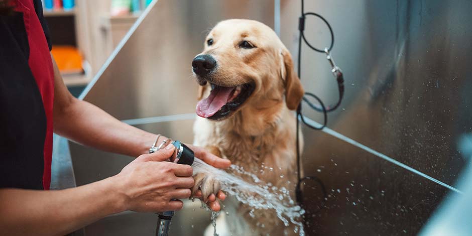 Labrador sonriente recibiendo un baño. Conoce cómo bañar a un perro y cuida su higiene. 