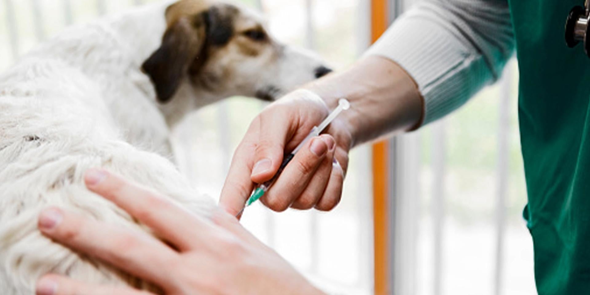 Promover la limpieza dental en perros, también hará que tu mascota no sufra otro tipo de afecciones.