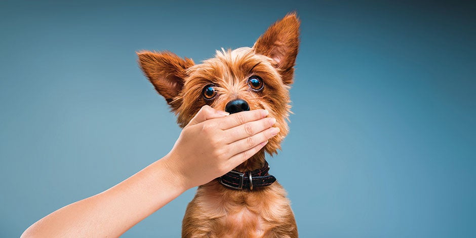 Perro pequeño con el hocico tapado. Una buena limpieza dental en perros evitará el mal aliento.