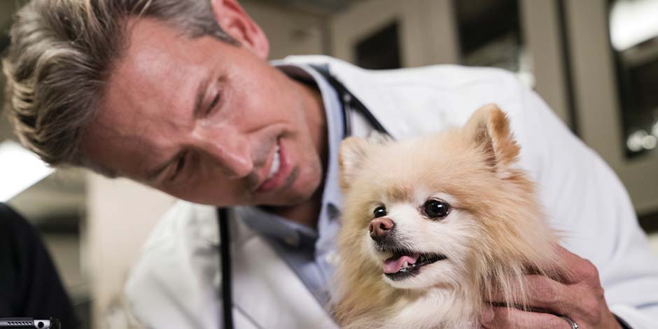 El veterinario te indicará cómo hacer una correcta limpieza dental en perros, como en el caso de este pomerania.