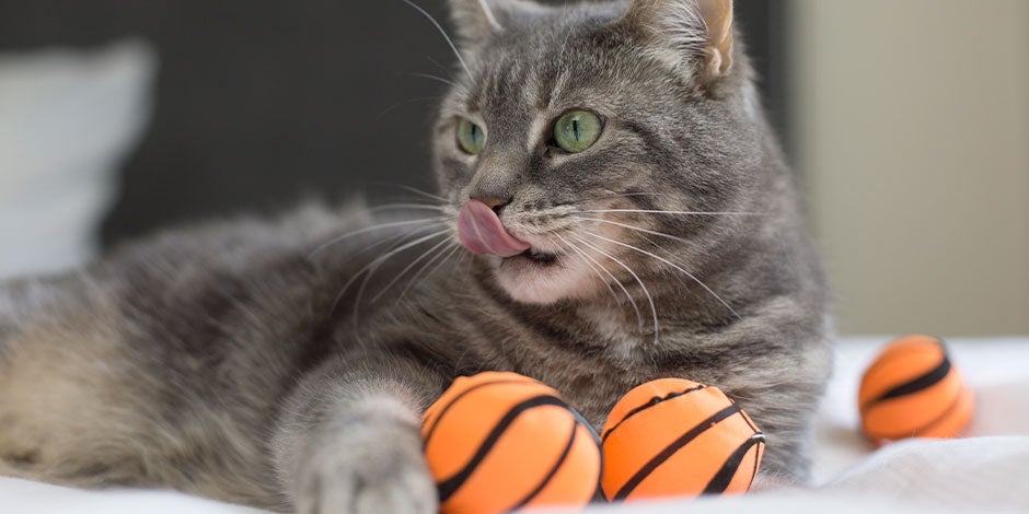 Por sus instintos cazadores, las pelotas son de los mejores juguetes para los gatos, y este michi lo demuestra.