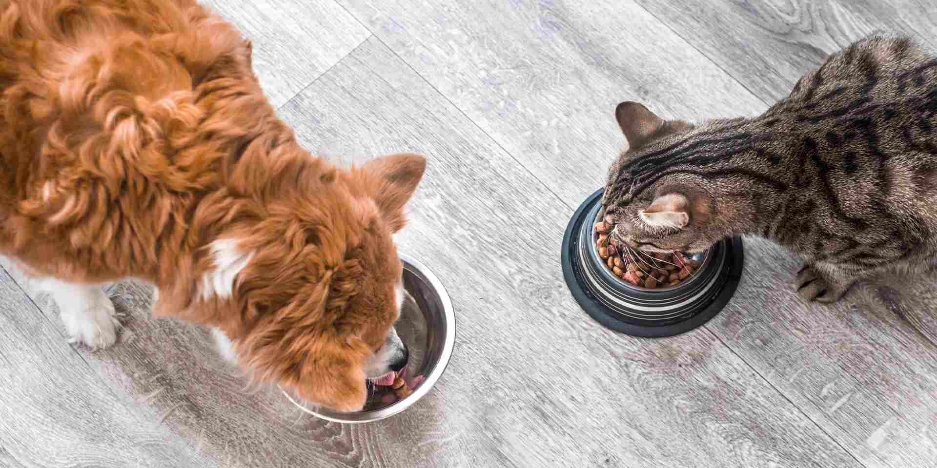 Cambio de alimento en perros y gatos.