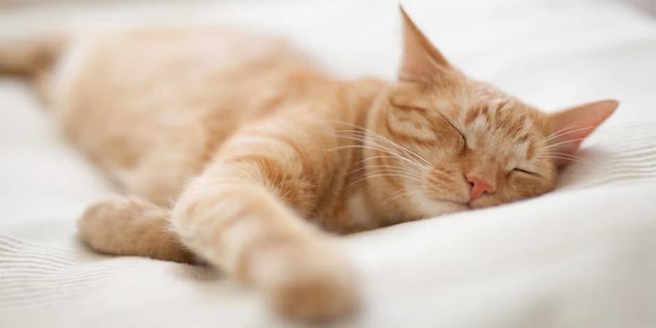 Descubre cuántas horas duerme un gato y cuida su bienestar. Michi naranja durmiendo.