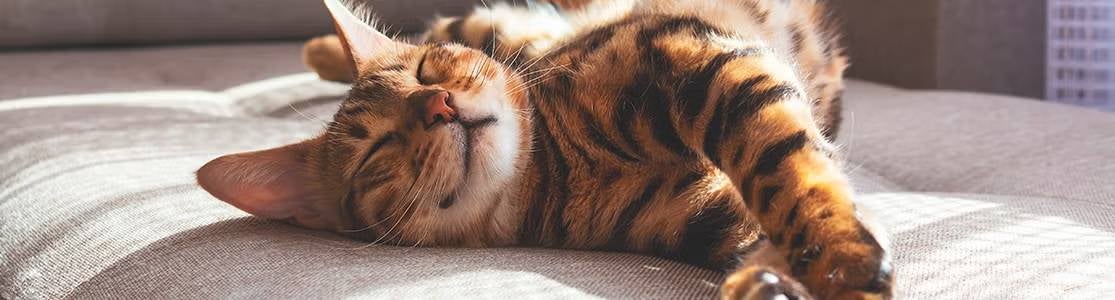 Mi gato duerme mucho ¿Es normal?