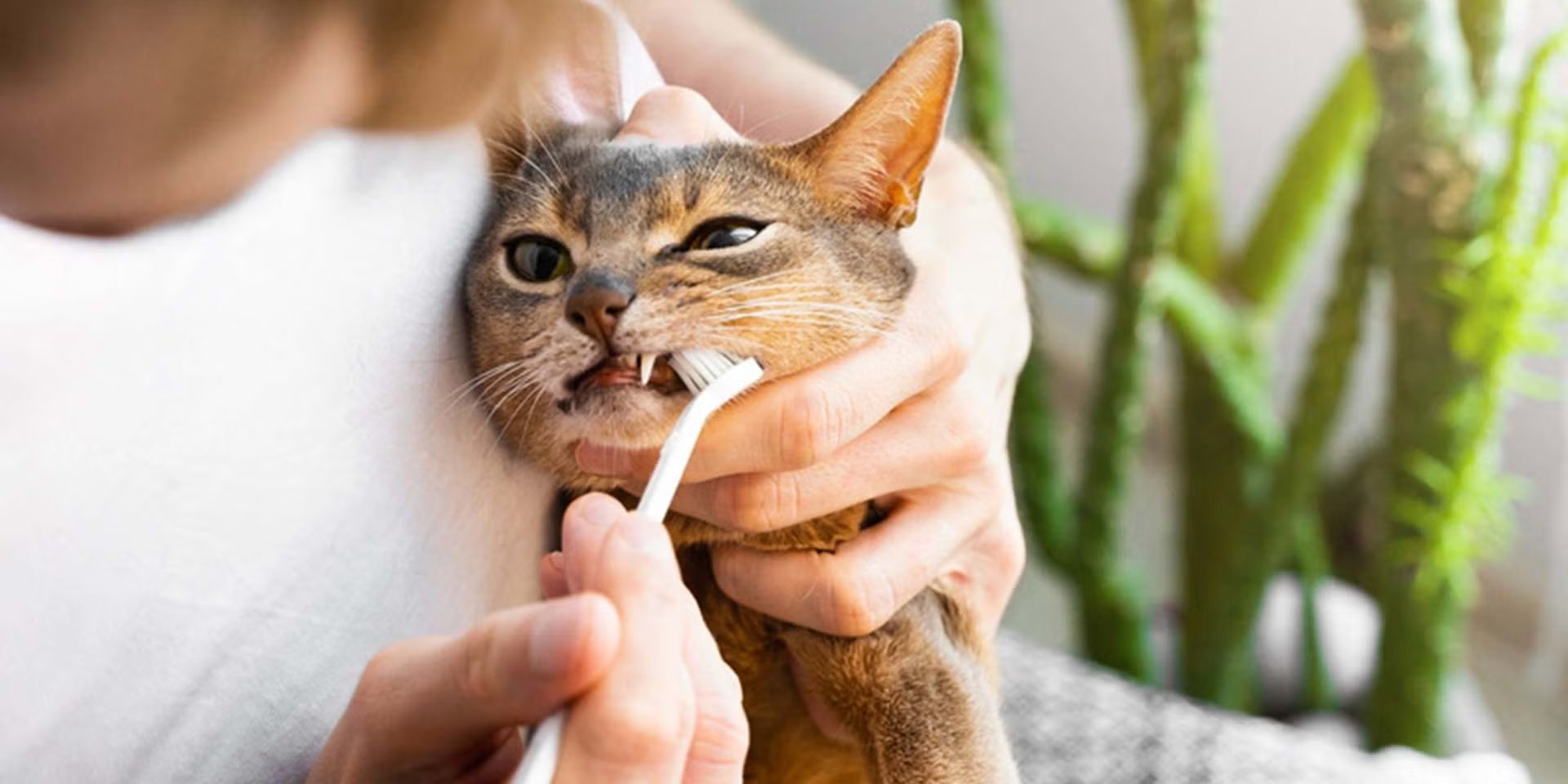 Igual que nosotros, los michis tienen un proceso de dentición en el que mudan sus dientes de gato.