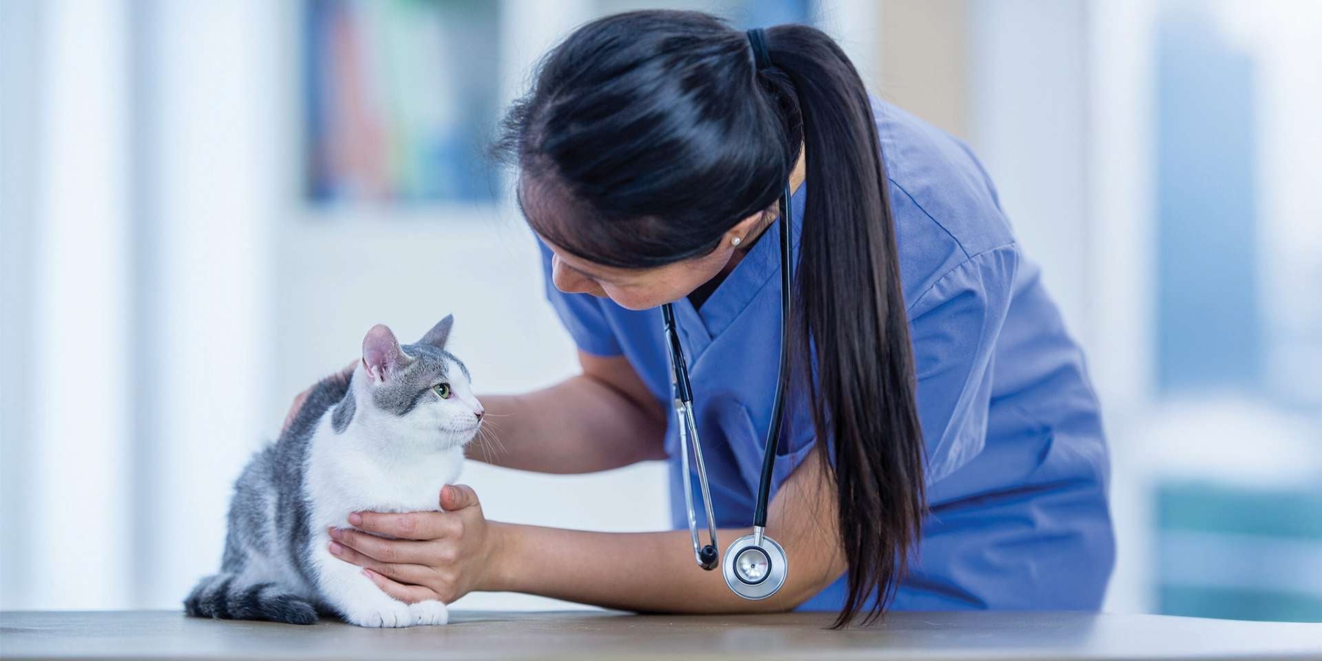 Si tu michi vomita comida es una señal clara de un gato enfermo, llévalo al veterinario.