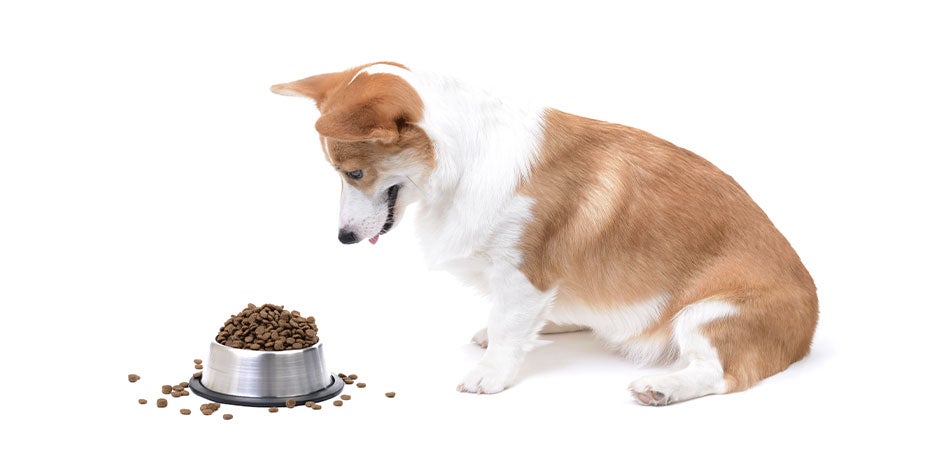 La sobrealimentación es una de las causas más comunes para el sobrepeso en perros.